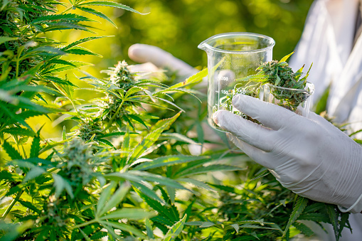 Growing Medical Cannabis Michigan
